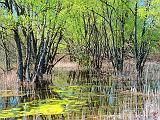 Spring Swamp_DSCF01860